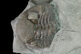 Bargain, Wide Enrolled Eldredgeops Trilobite - Silica Shale #137266-2